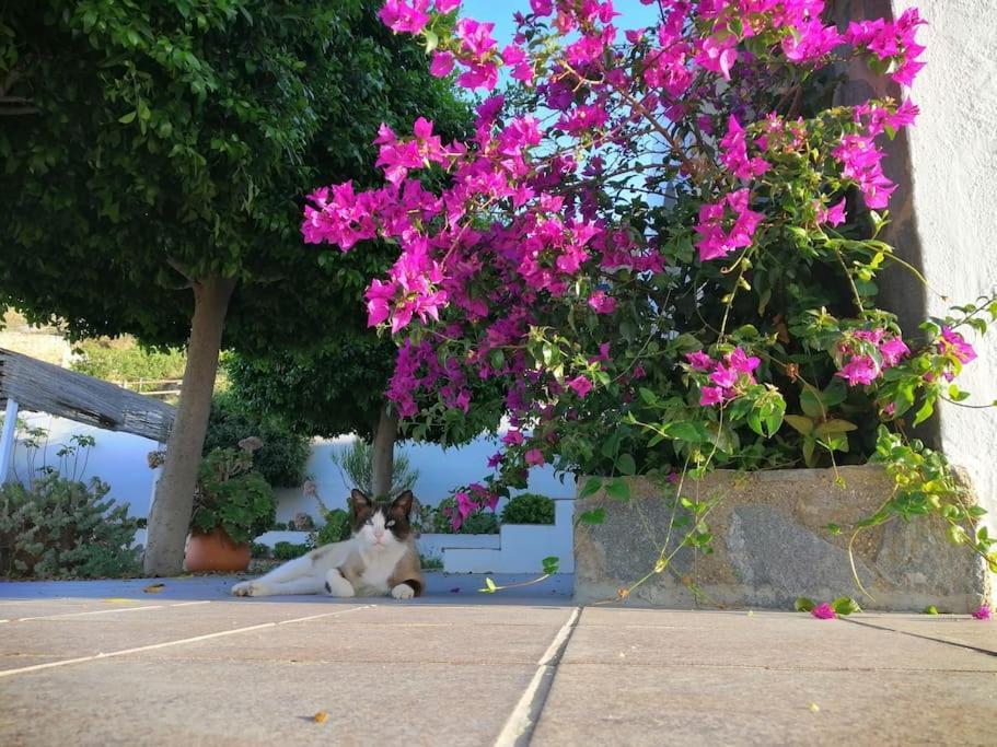 Casa Jardin. Vivienda Rural En Zona Tranquila. Βίλα Lucainena de las Torres Εξωτερικό φωτογραφία