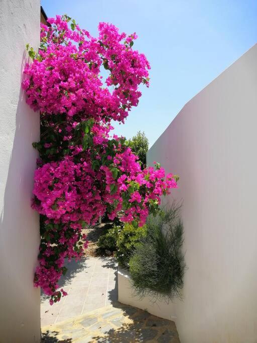 Casa Jardin. Vivienda Rural En Zona Tranquila. Βίλα Lucainena de las Torres Εξωτερικό φωτογραφία