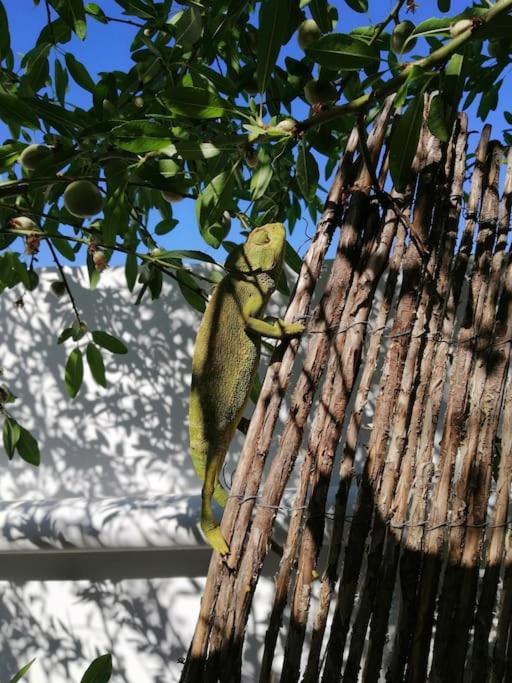 Casa Jardin. Vivienda Rural En Zona Tranquila. Βίλα Lucainena de las Torres Εξωτερικό φωτογραφία