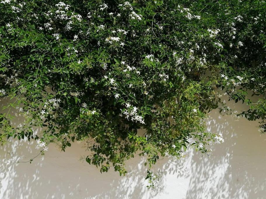 Casa Jardin. Vivienda Rural En Zona Tranquila. Βίλα Lucainena de las Torres Εξωτερικό φωτογραφία