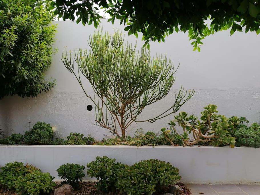 Casa Jardin. Vivienda Rural En Zona Tranquila. Βίλα Lucainena de las Torres Εξωτερικό φωτογραφία